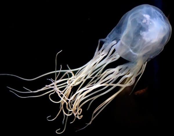 box-jellyfish-dangerous-australia-agua-viva-verao-mar-perigosa-venenosa