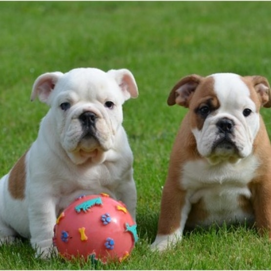 bulldog