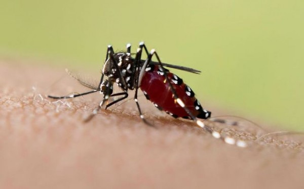 aedes-mosquito-sucking-blood-on-skin_5501027