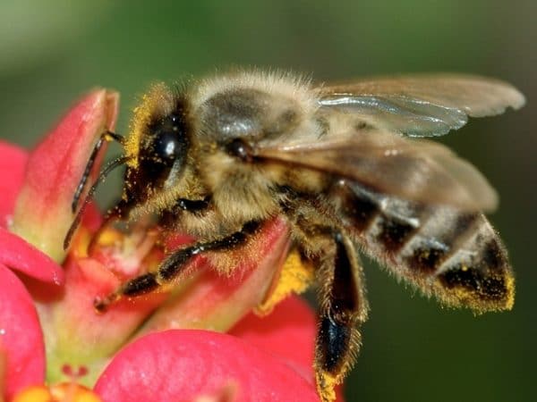 1309510-abeille