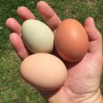 Produire des œufs bio : tout ce que vous devez savoir
